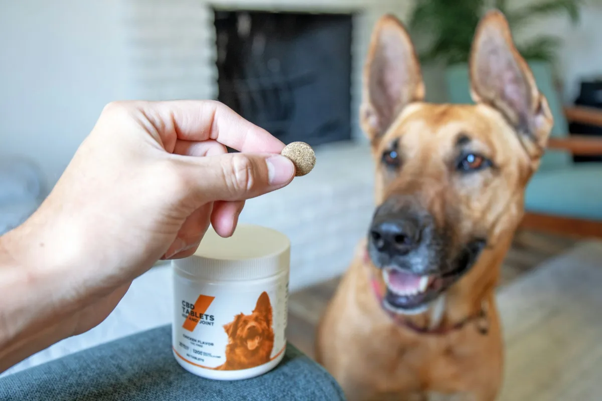 Dog waiting for a CBD joint support tablet held in a person's hand